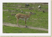 DSC_4258 Black Buck - female * 700 x 467 * (365KB)